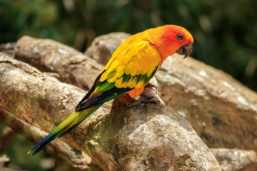 1024px Aratinga solstitialis Loro Parque 01