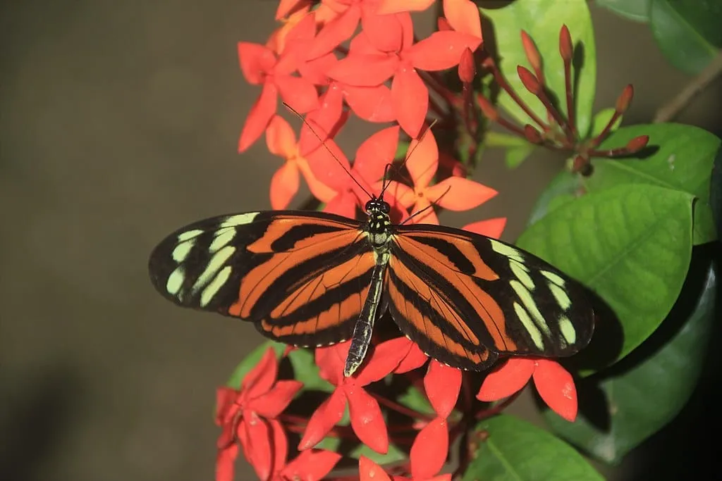 1024px Aruba Butterfly Farm 24253868461 1