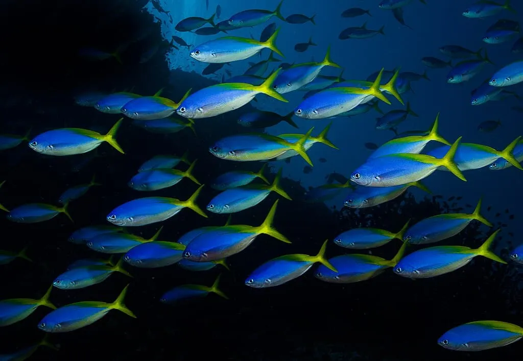 1024px Caesio teres in Fiji by Nick Hobgood