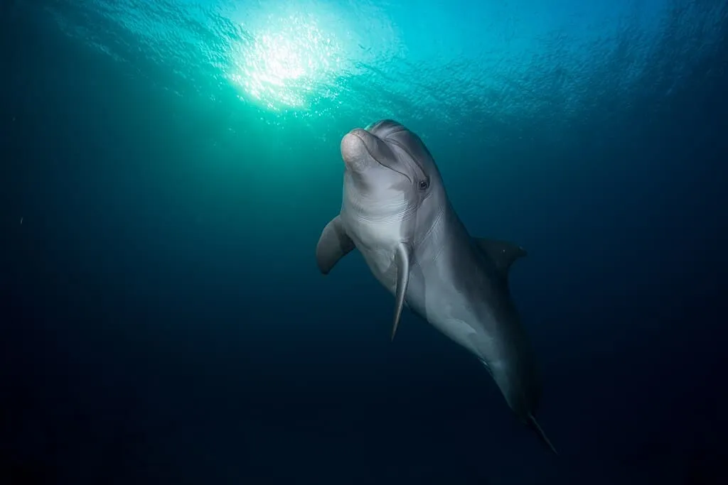 1024px Eilat Dolphin Reef 3
