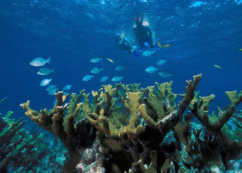 1024px Elkhorn Coral Biscayne NP1