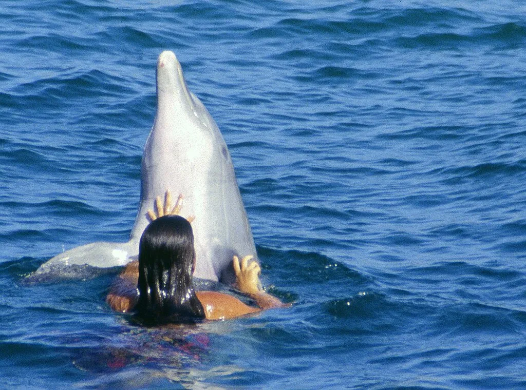 1024px Girl playing with Bottlenose Dolphin Tursiops Truncatus
