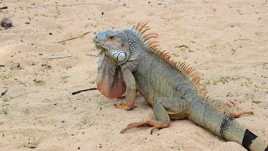 1024px Lesser Antillean iguana