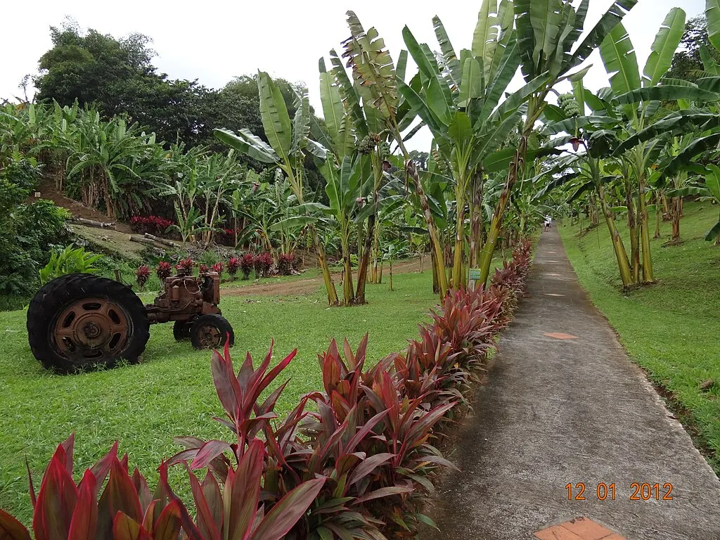 1024px Musee de la banane Sainte Marie Martinique panoramio