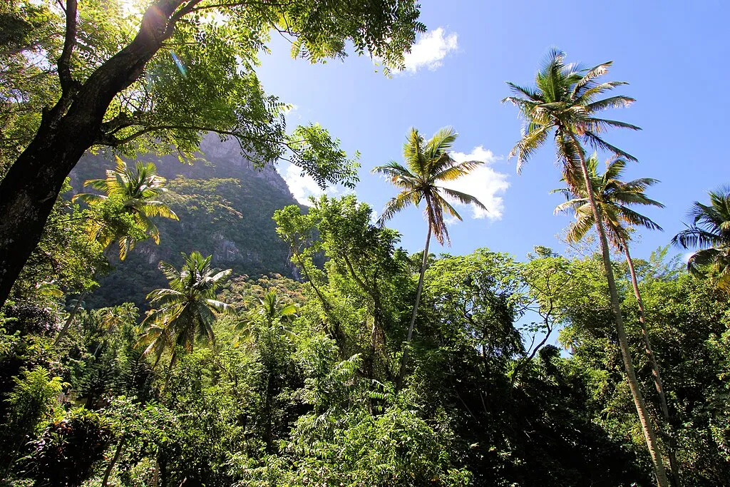 1024px Palms and Rainforest St Lucia 0104