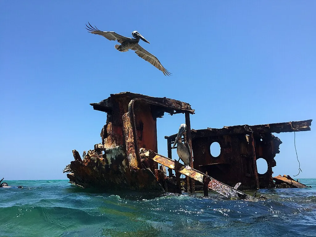 1024px Pelican Aruba 16889255183