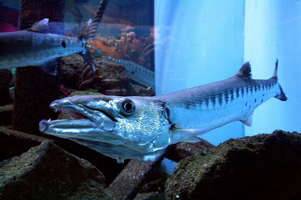 1024px Sphyraena barracuda 2 1