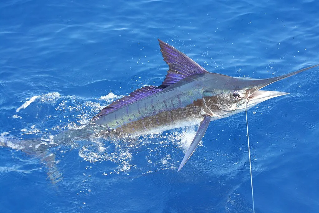 1024px Stripe marlin right off the coast of Carrillo