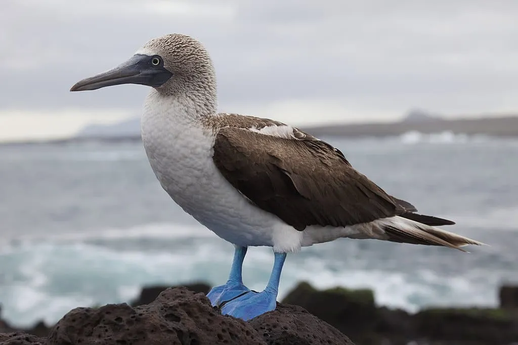 1024px Sula nebouxii Santa Cruz Galapagos Islands Ecuador 8 1