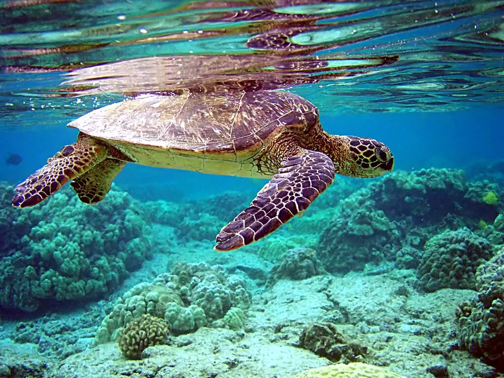1024px Total internal reflection of Chelonia mydas