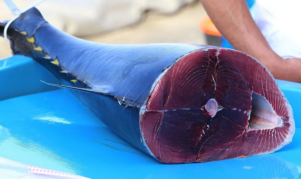 1024px Tuna on Marseille fish market