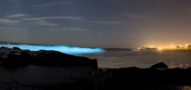 Bioluminescent dinoflagellates 2