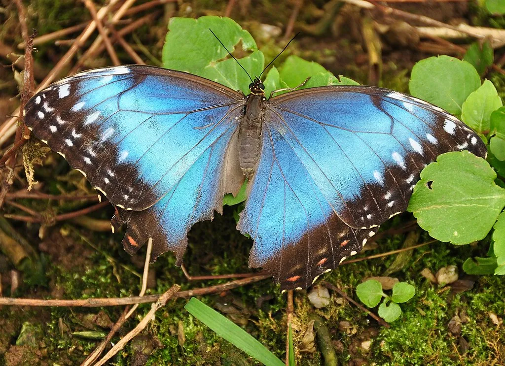 1024px Butterfly in Buckfast Butterfly Farm 7