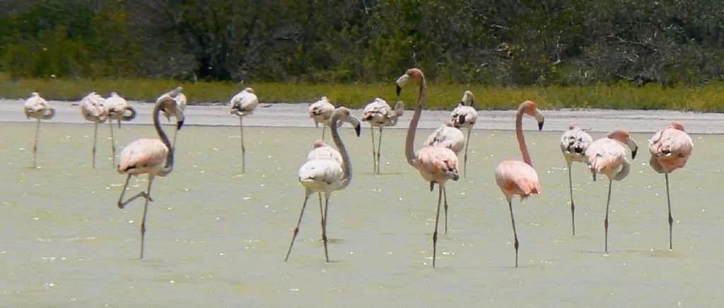 1024px CaribFlamingosLOviedo2