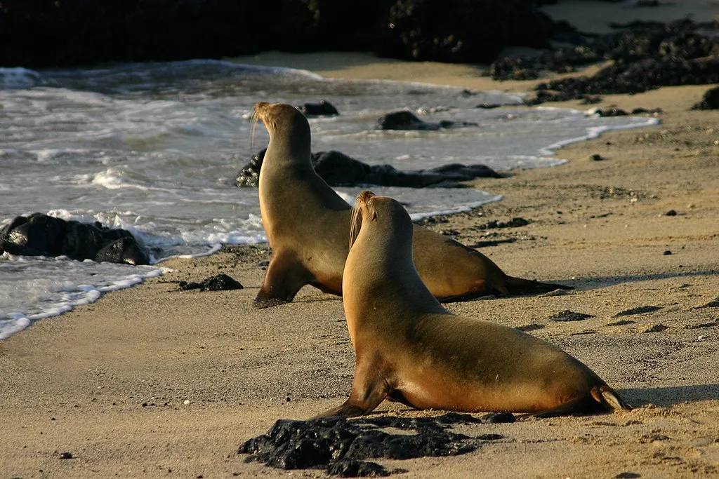 1024px Galapagos sea lions Isabela