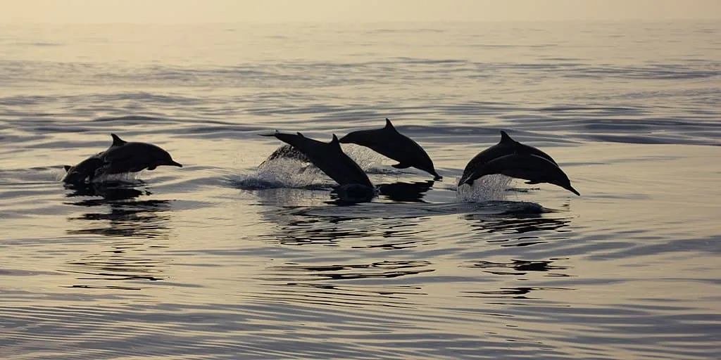 1024px How many dolphins you see panoramio 1