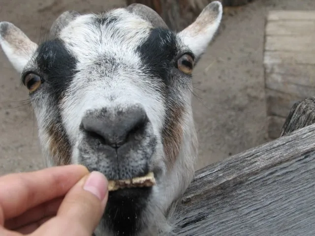 Pygmy goat in petting zoo