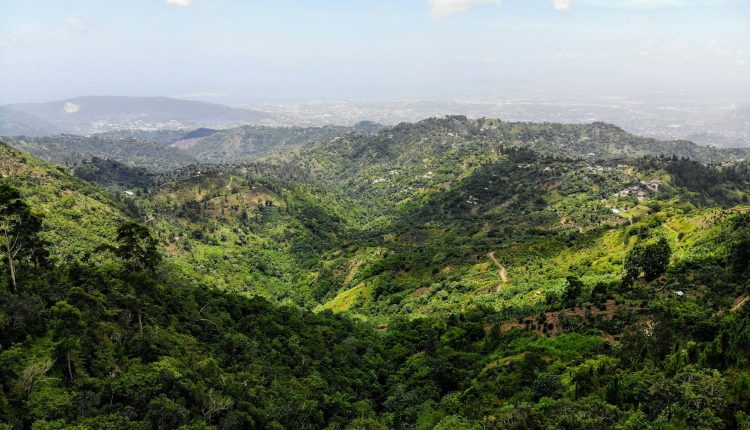 blue mountain forest jamaica