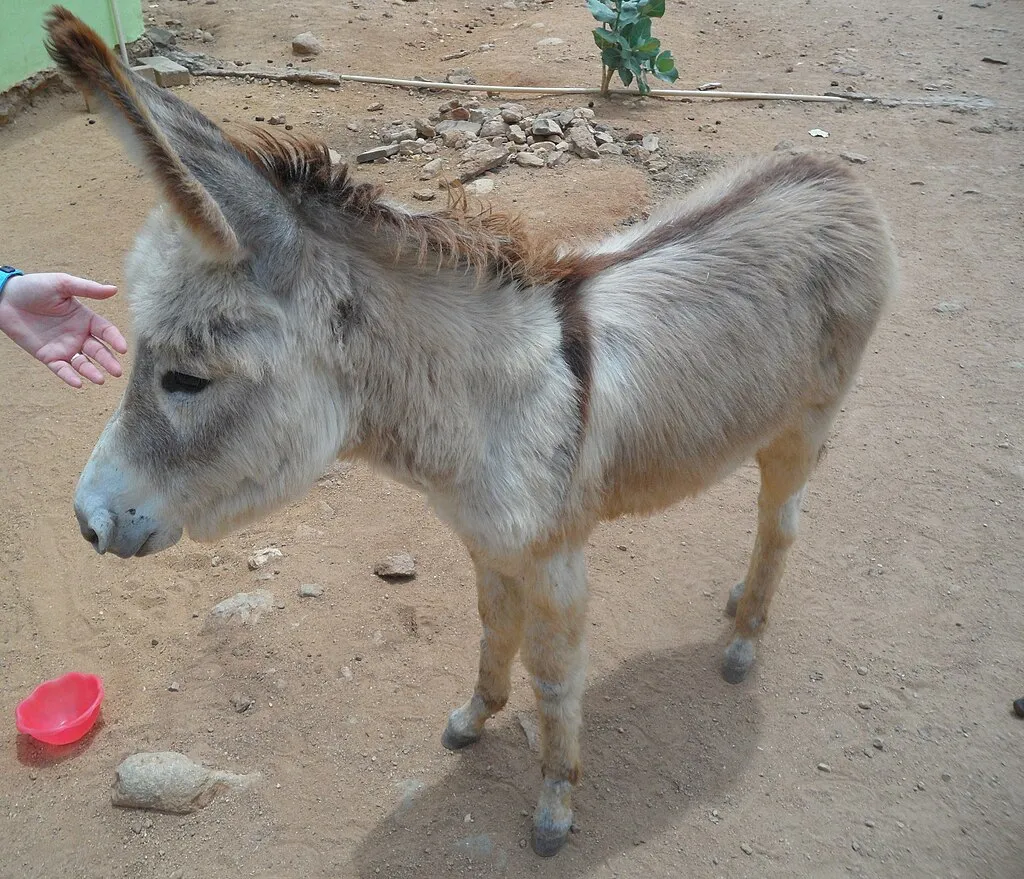 1024px Donkey Sanctuary Aruba Santa Lucia Aruba