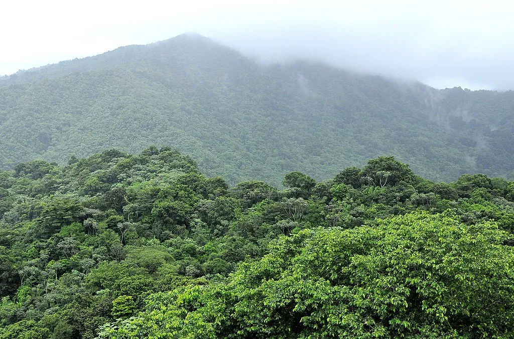 1024px El Yunque N.F. 05 1