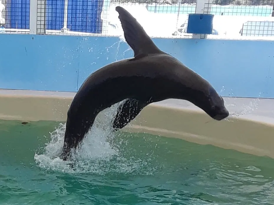 CoralWorldSeaLion