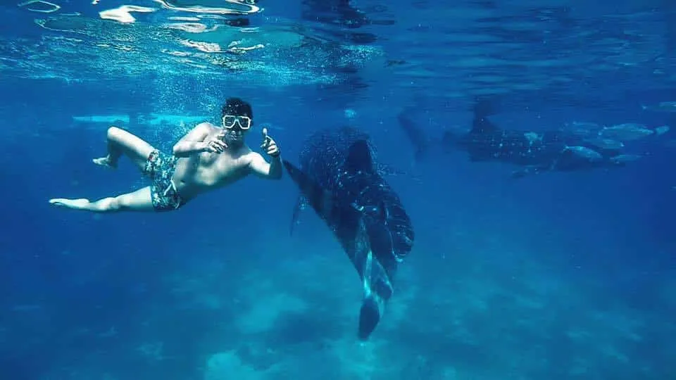 Magnanimous Swim with the Gentle Giants of Oslob Cebu