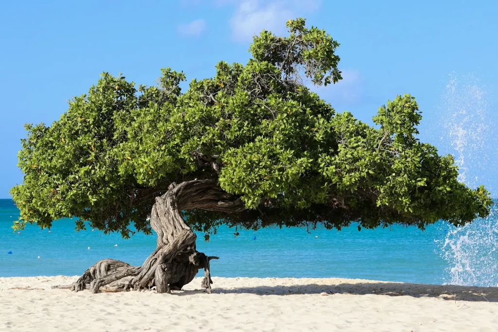 Divi Divi Tree, Eagle Beach