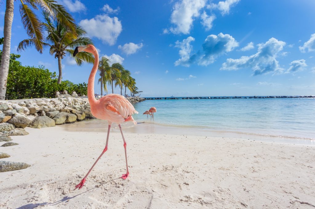 flamingo on flamingo beach in Aruba