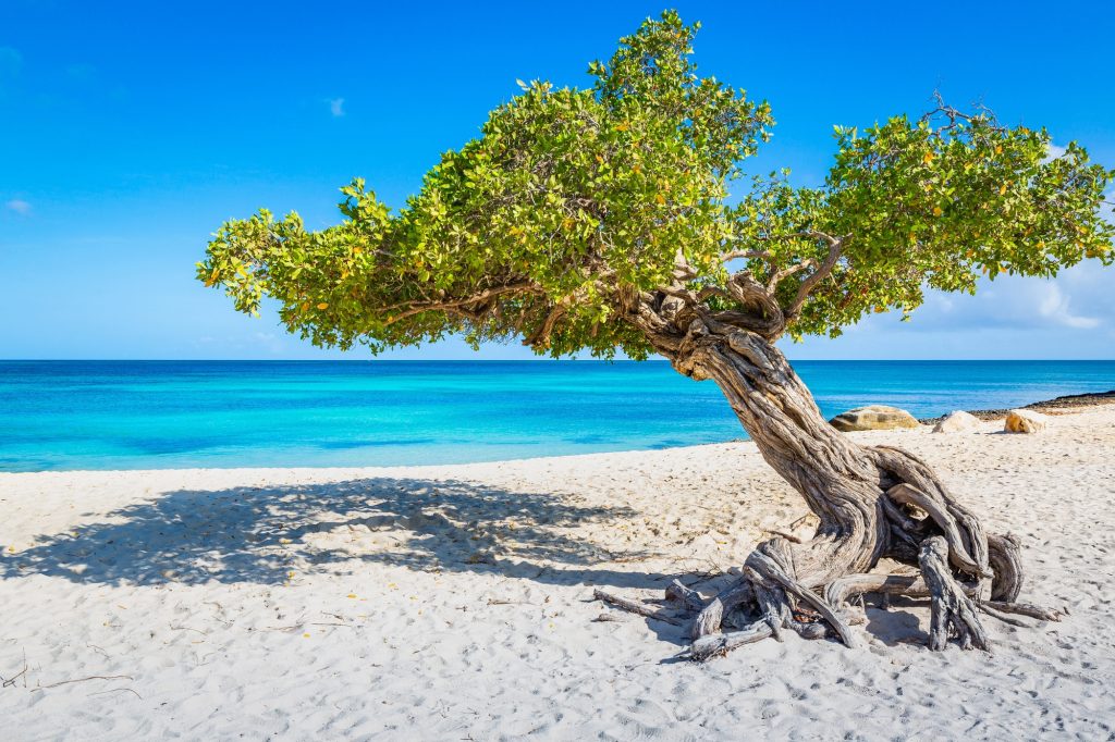 divi divi tree aruba