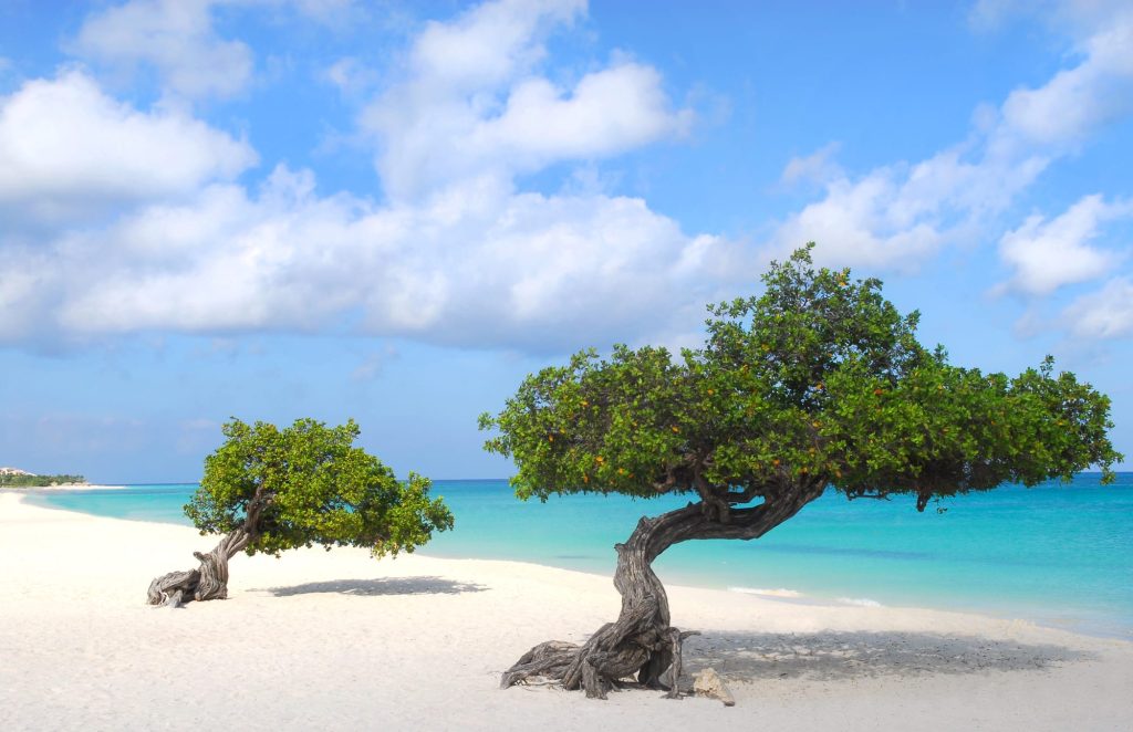 divi divi tree eagle beach aruba