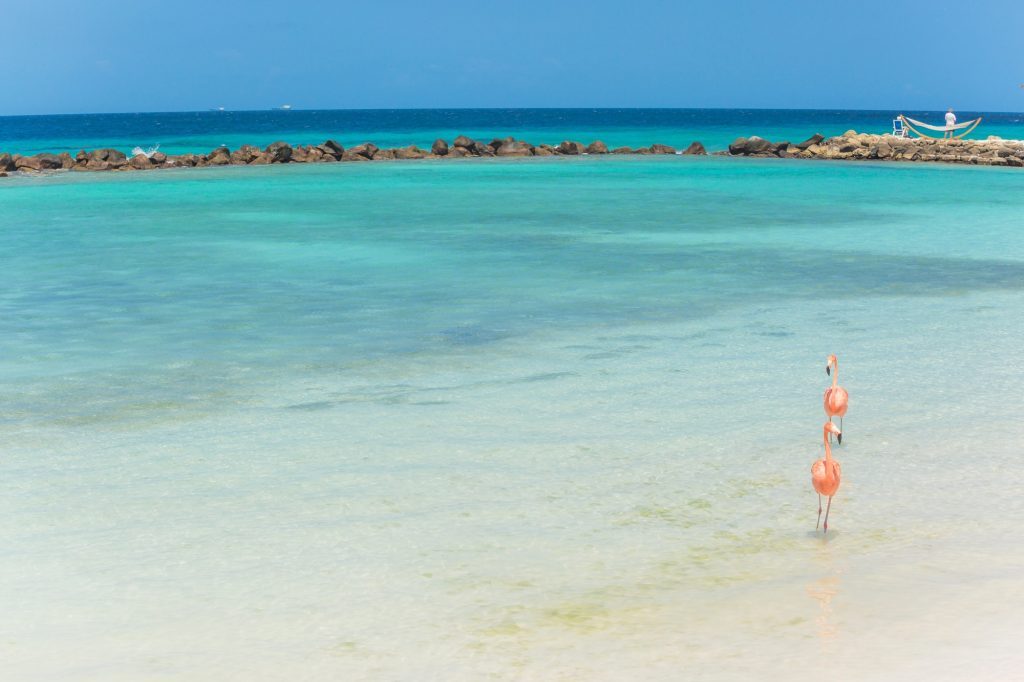 flamingo beach aruba
