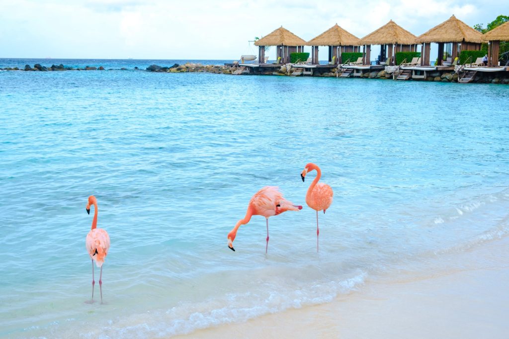 flamingo beach in aruba
