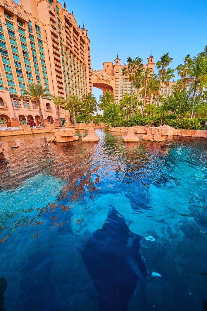 Stingray swimming at Atlantis Bahamas